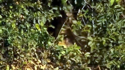 Lion Vs Jaguar - Wild Animals Documentary National Geographic 2019