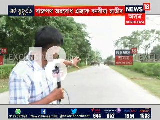 ওদালগুৰিত ৰাজপথ অৱৰোধ কৰিলে এজাক বনৰীয়া হাতীয়ে, চাওক Video
