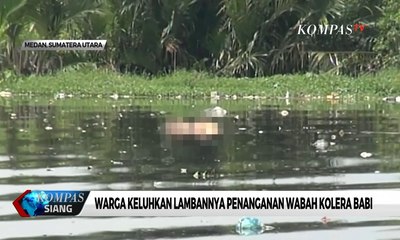 Warga Keluhkan Lambannya Penanganan Wabah Kolera Babi di Medan