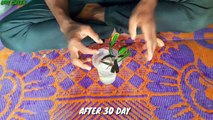 How to grow croton from cutting  croton ki cutting kaise lagaye