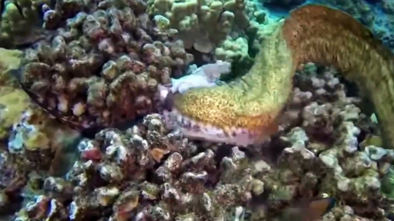 Top 10 Deadly Sea Creatures In The World