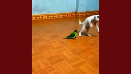 Cats and birds fight extremely funny.