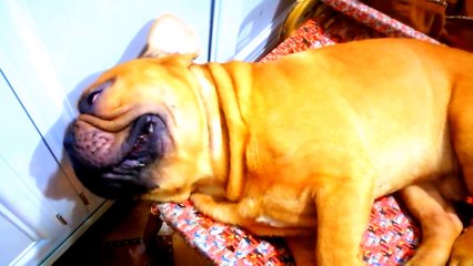The dog sleeps very funny.