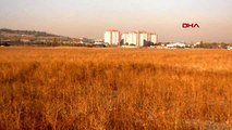 Ankara-atatürk orman çiftliği arazisinde tohum üretilecek