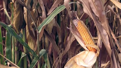 TMO'nun mısır satış fiyatını açıklaması piyasaya olumlu yansıdı - ADANA