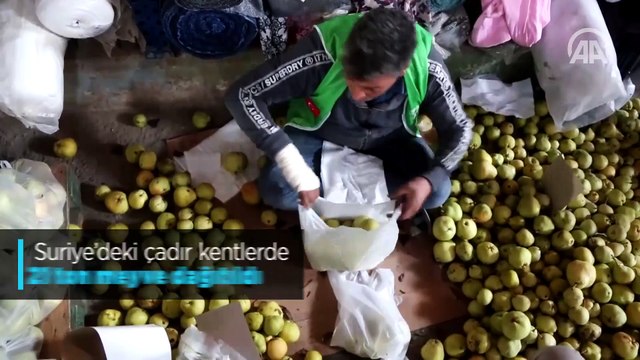 Suriye'deki çadır kentlerde 21 ton meyve dağıtıldı