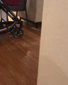 Dog Sneaks Behind Wall and Looks at Owner While Playing Hide and Seek