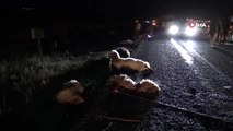 Minibüs sürüye daldı: Şoför yaralandı, 30 koyun telef oldu