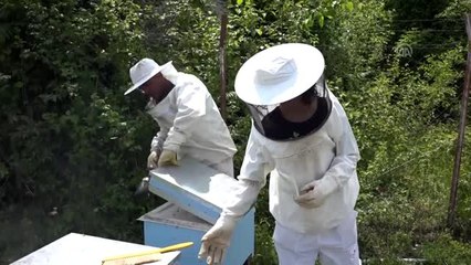 Bal fiyatları Ordulu üreticilerin yüzünü güldürdü