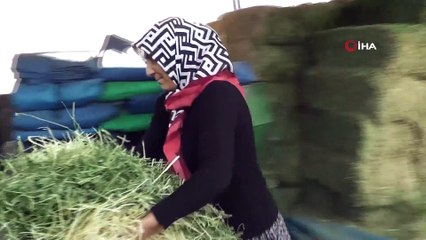 Genç Çiftçi Projesi'nden yararlanan 4 çocuk annesi Asuman Şahbaz, hayvancılık yapmak için köye taşındı