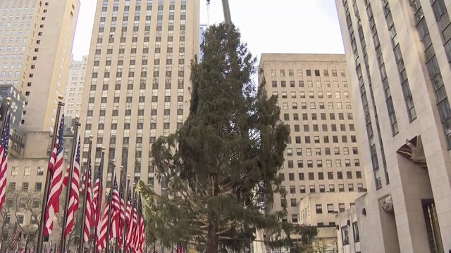 Le sapin géant du Rockefeller Center vient d'arriver à New York