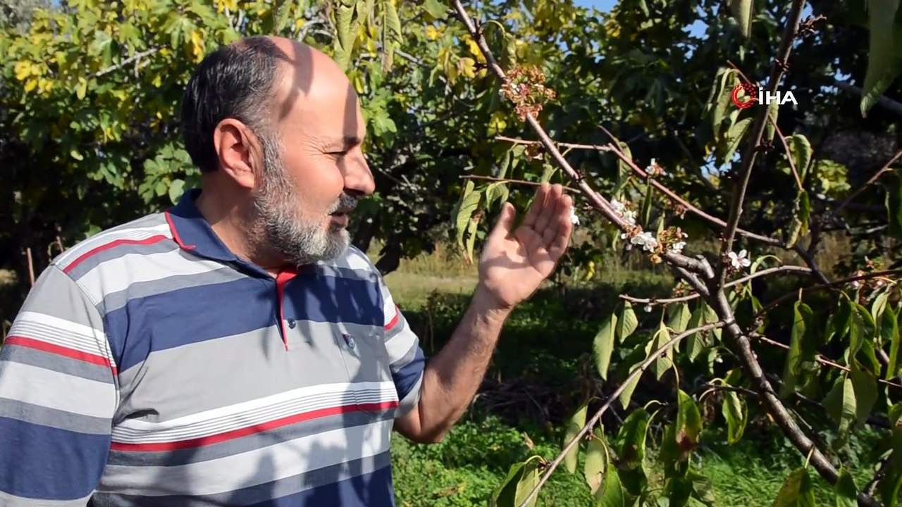 Meyve ağaçlarında endişelendiren görüntü