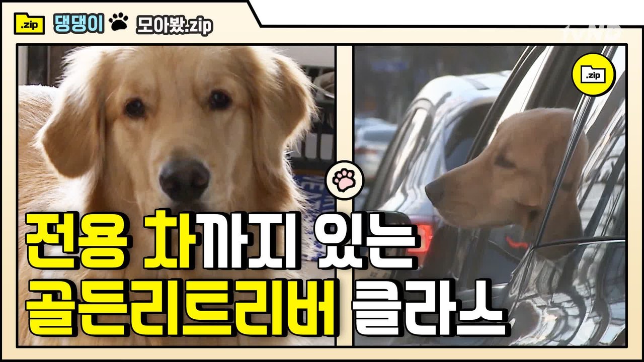 [#모아봤zip] 개인생 부러워 눈물을 흘려본다 T_- | #대화가필요한개냥 | #Diggle