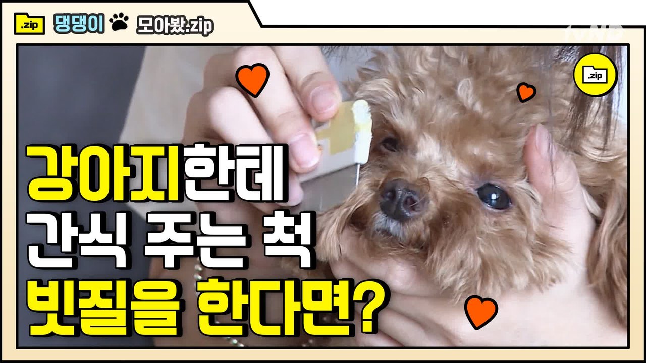 [#모아봤zip] 아니 간식 준다며!! 푸의자는 할 말이 없다 | #대화가필요한개냥 | #Diggle
