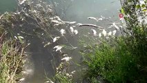 Antalya'da yüzlerce balık telef oldu