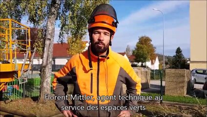 Dole: le marronnier de la rue Jean-Jaurès a été abattu