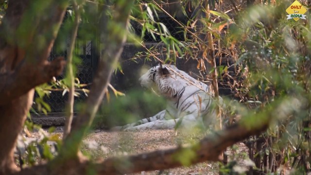 'NANDANKANAN ZOO' types of Animals Compilation _ Odisha