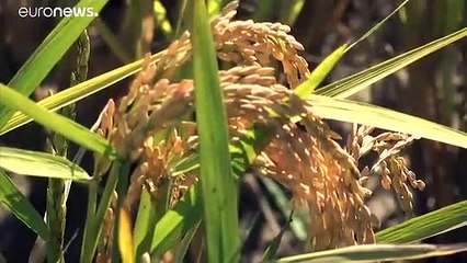 Agricultura sofre com seca e má gestão de recursos hídricos