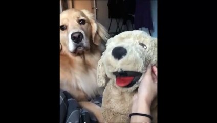 Ce chien est jaloux d'une peluche.... tellement drôle