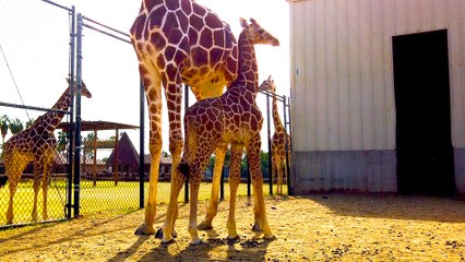 Meet Malaki the Baby Giraffe from Wildlife World Zoo