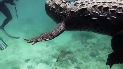 Swimming with a Saltwater Crocodile