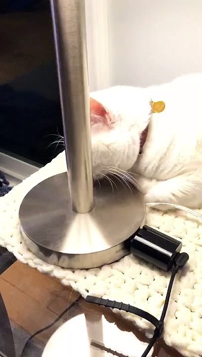 Lamp Licking Kitty Puts on Light Show