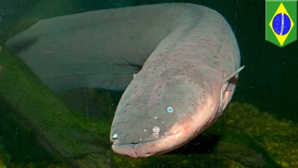 電圧860ボルト!アマゾンで新種の電気ウナギ見つかる - トモニュース