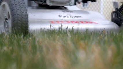 DIY Liquid Grass Fertilizer for Super Fast Plant Growth