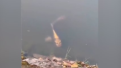 சீன ஏரிகளில் மனித முகத்துடன் கூடிய மீன்.. வீடியோ வைரல்