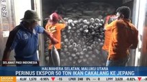 Halmahera Selatan Ekspor Perdana Ikan Cakalang