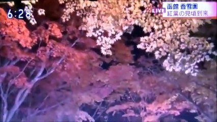 2019 10 31　NHK ほっと ニュース アイヌモシリ【 神聖なる アイヌモシリからの 自由と真実の声】