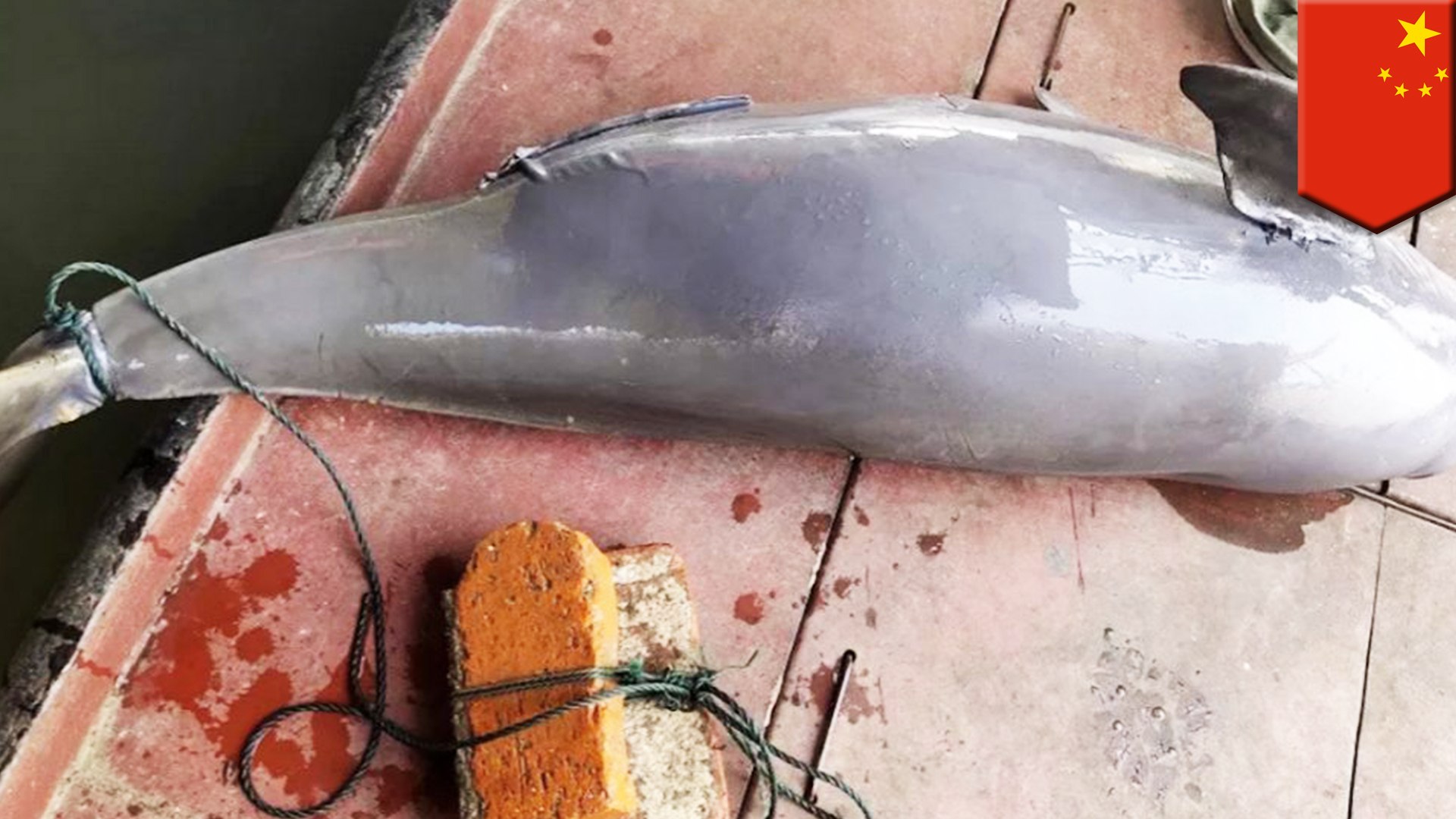 ⁣Critically endangered porpoisefound dead with bricks tied to it
