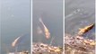 Fish with 'Human Face is spotted in China | சீன ஏரிகளில் மனித முகத்துடன் கூடிய அரிய,  வகை மீன்.. !
