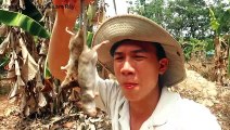 Chuột Đồng Quay Ống Tre .Thử Thách Ăn Chuột Đồng Nướng .Sinh Tồn Trong Rừng .Bamboo grilled Rats