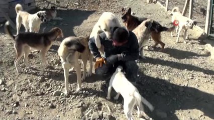 Her gün 250 köpeğin bakımını üstleniyor
