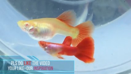 Most Beautiful Guppy| Top 10 most Colorful Guppy Around The world|