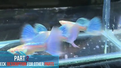 Top 10 Most RARE Guppy Collection|| Part-3||