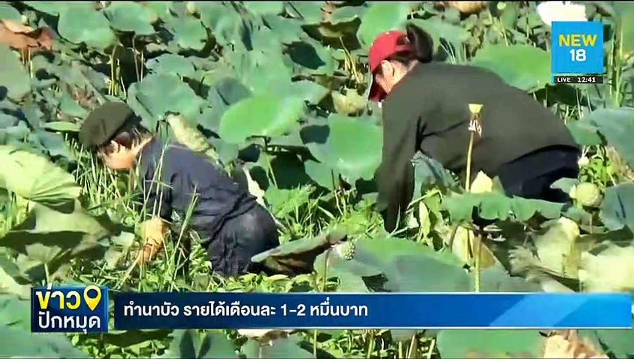 ทำนาบัว รายได้เดือนละ 1-2 หมื่นบาท | NEW18