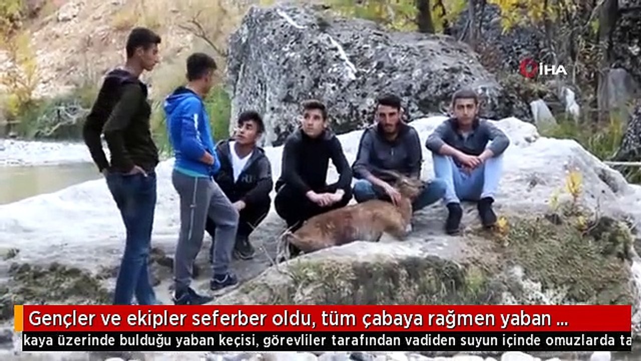 Gençler ve ekipler seferber oldu, tüm çabaya rağmen yaban keçisi kurtarılamadı