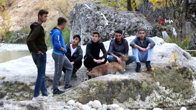 Gençler ve ekipler seferber oldu, tüm çabaya rağmen yaban keçisi kurtarılamadı