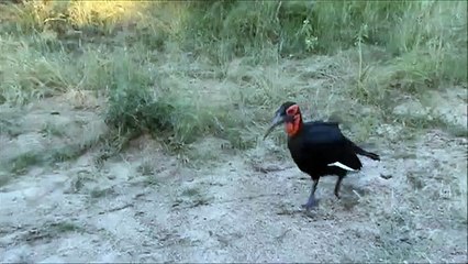 4 Ground Hornbills - 27 April 2019 - Kruger Sightings