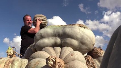 Karaağaç kabağı festivalle tanıtılacak