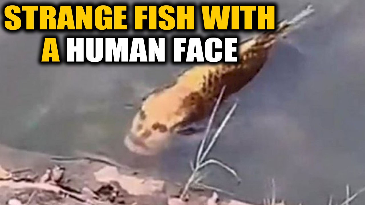 Fish with a human face found in china, video goes viral