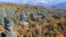 Antalya kasnak meşesi ormanı 'kesin korunacak hassas alan' ilan edildi