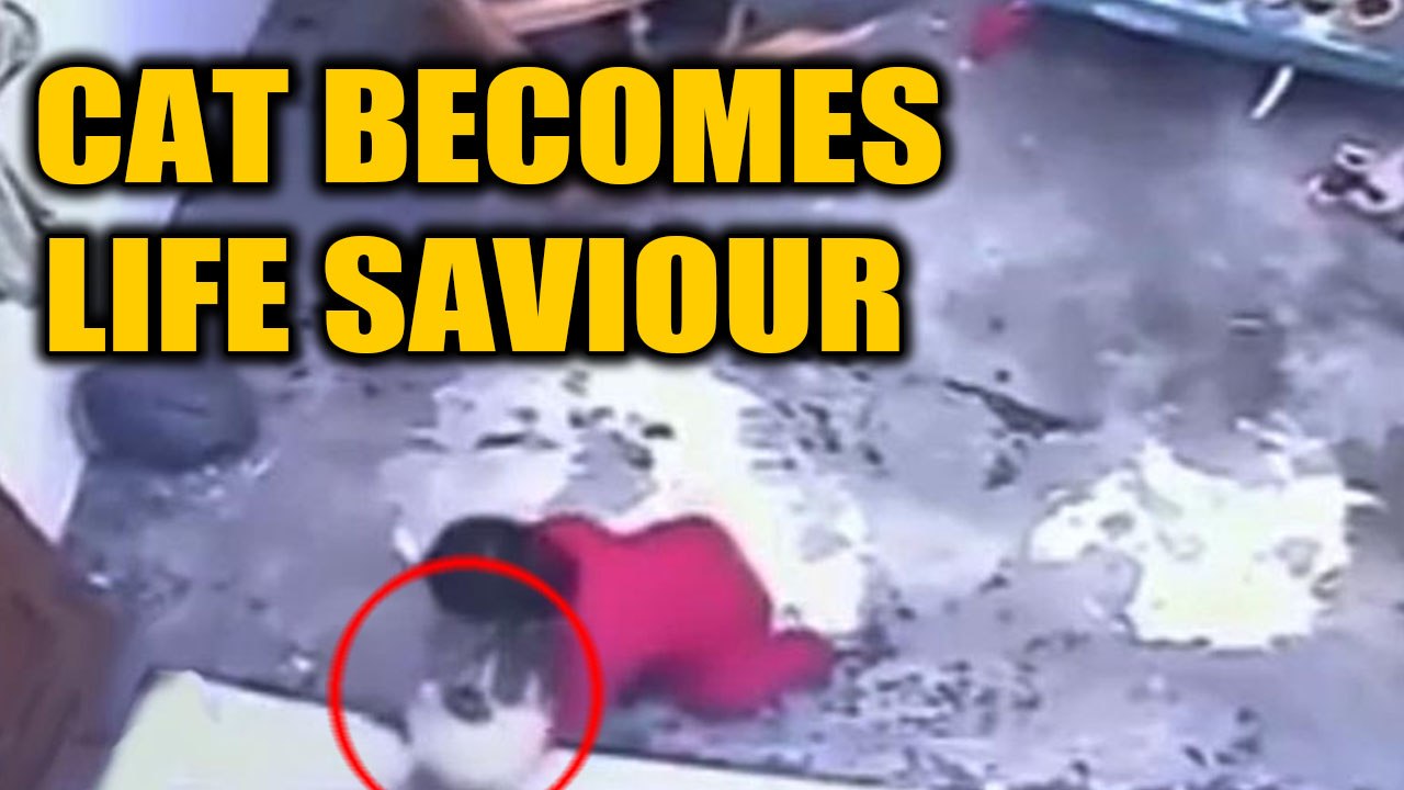 Cat saves toddler's life, video goes viral OneIndia News video