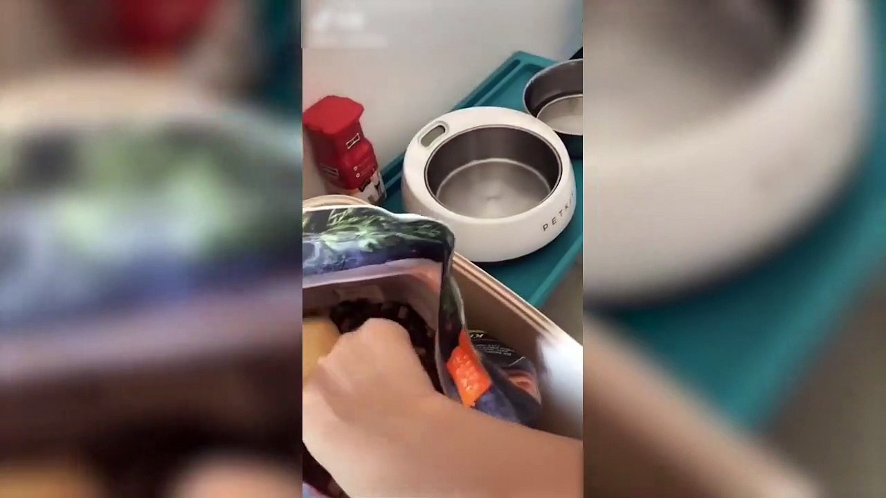 是不是看我是哈士奇好欺负阿-mbx