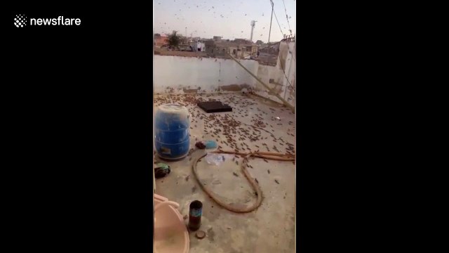 Swarm of black locusts descends on farmland near city of Karachi