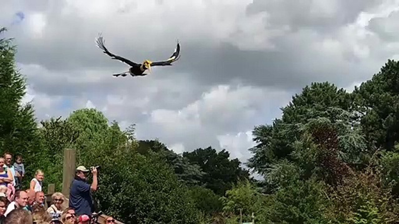 Cette vidéo montre la beauté d’un calao en vol qui nous fait penser à une scène de Jurassic Park