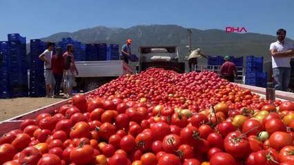 'Domates ambarı'ndan rusya'ya ihracat