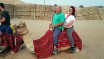 Ce chameau n'a pas pu se tenir debout à cause du surpoids d'un couple assis sur son dos